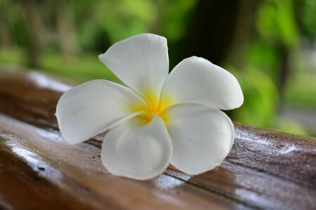 Beautiful white flowers Looked fresh On a natural backgroundの写真素材