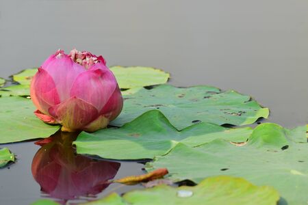 Pink lotus flower In the pool, began to bloom in a beautiful natureの写真素材