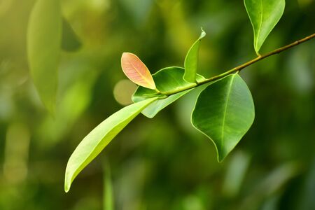 Natural green leaves Looks beautiful and refreshingの写真素材