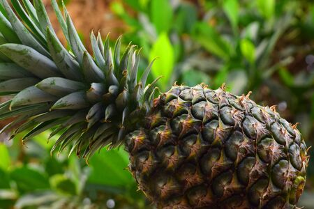Ripe pineapple fruit On a natural backgroundの写真素材