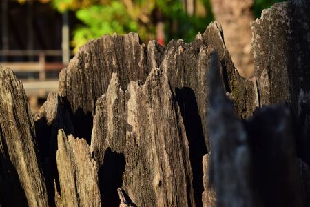Old stump Beside the pond Nature backgroundの写真素材