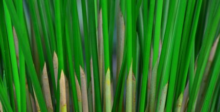 Cyperus involucratus Is a green plant With beautiful stemsの写真素材