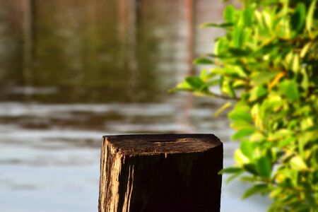 Old stump Beside the pond Nature backgroundの写真素材