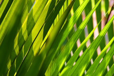 Natural green leaves Looks beautiful and refreshingの写真素材