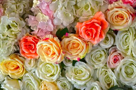 Flower is Many roses Looks beautiful on Valentine's Day.の写真素材