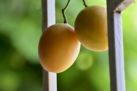 Mango is a ripe fruit that has a delicious yellow color.