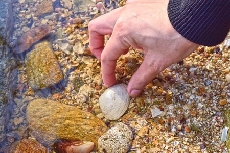 Shells on the beach Naturally beautifulの写真素材