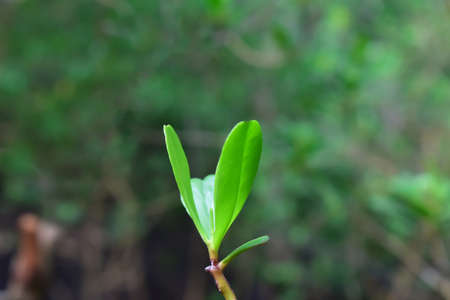Natural green leaves Looks beautiful and refreshing