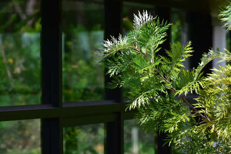 Natural green leaves Looks beautiful and refreshing