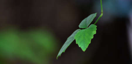 Natural green leaves Looks beautiful and refreshing