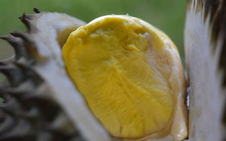 Durian fruit is a popular seasonal fruit, sweet, delicious and expensive.