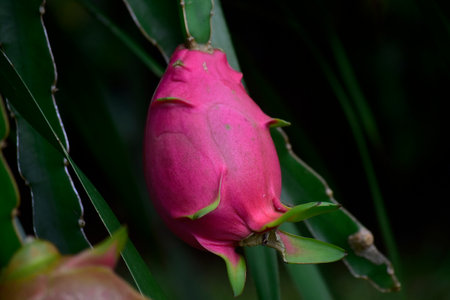 dragon fruit, pink, naturefruit, nature, flower, rose, spring, plant, garden, bloom, magnolia, blossom, bud, flowers, red, summer, blooming, leaf, flora, macro, petal, beauty, isolated, beautiful, love, tree, whiteの写真素材