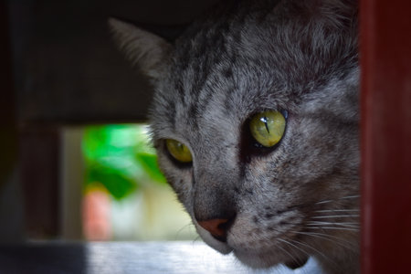cat, animal, pet, kitten, feline, eyes, domestic, cute, eye, fur, kitty, portrait, face, gray, pets, white, look, whiskers, mammal, animals, grey, blue, nose, whisker, natureの写真素材
