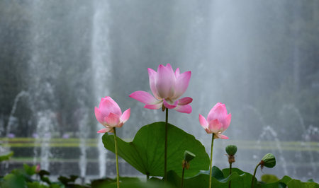 Lotus is a pink lotus flower that has already bloomed.の写真素材