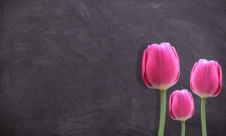 Tulips. In the flower garden, multi-colored tulips are blooming.の写真素材