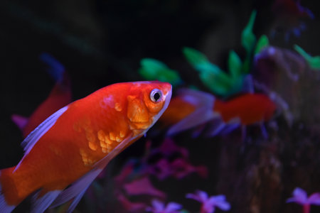 Beautiful fish. Fish in the tank are swimming.の写真素材