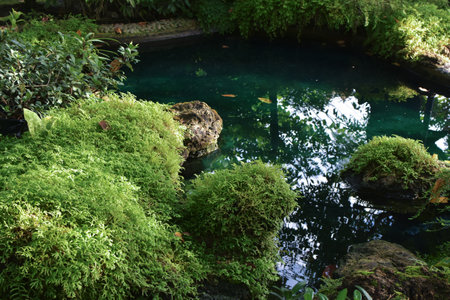 Gardening with running water and green leaves