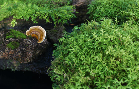 Gardening with running water and green leavesの写真素材