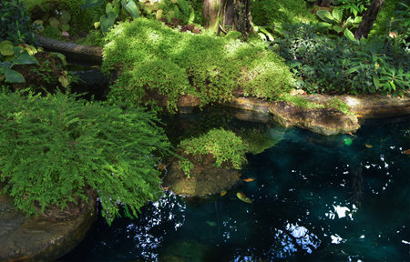 Gardening with running water and green leavesの写真素材