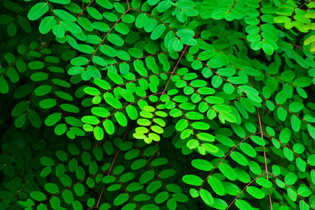 Natural green leaves for backgroundsの写真素材