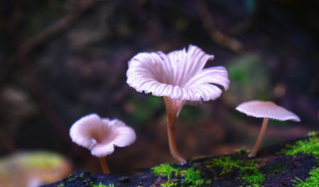 Mushrooms, natural ducks that occur on the groundの写真素材