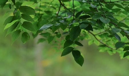Green leaves for making backgrounds