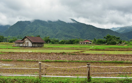 farmers grow rice Rice fields and a wooden hut in the middle of the rice fieldsの写真素材