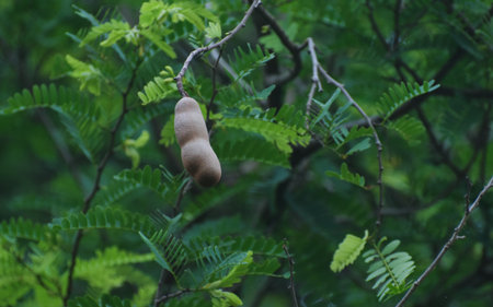 Tamarind is fresh tamarind on the tree.