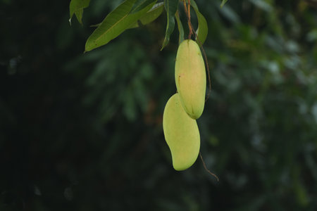 Mango is a fruit on a ripe tree.