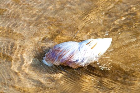 conch in the sea