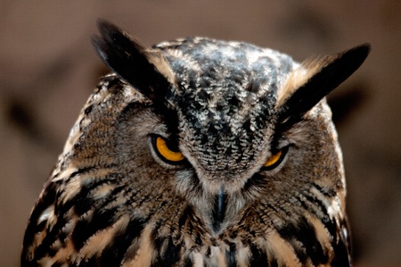 Great Horned Owl portrait の写真素材