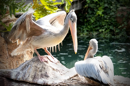 two pelicans on the waterの写真素材