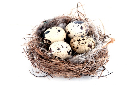 quail eggs in nest isolated on white backgroundの写真素材