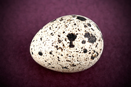 Quail egg on red backgroundの写真素材