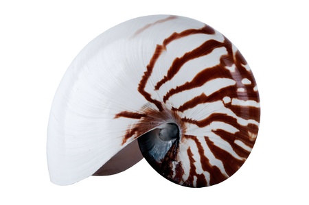 Nautilus Shell isolated on white background