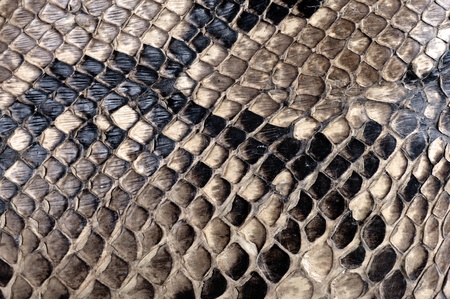 Detail of a real skin of a snake with scales pattern の写真素材