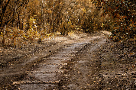 Beautiful autumn forest