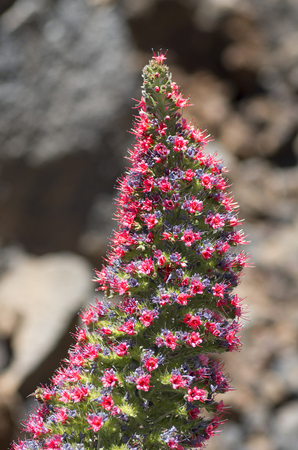 Tower of jewels (Echium wildpretii), symbol flower of the island of Tenerife, and is found mainly in...