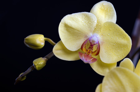 Beautiful colorful flower Orchid, phalaenopsis on black backgroundの写真素材