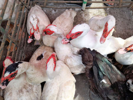 bunch of ducks,animal images top viewの写真素材