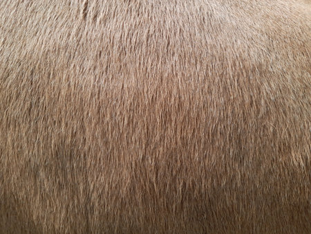close up of fur, animal images top viewの写真素材