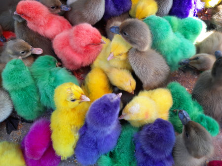 Cute ducklings for sale at a market in Prague, Czech Republicの写真素材