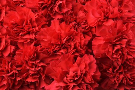 Many of rich red carnations.の写真素材