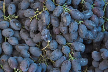 Bunches of black grapes.の写真素材