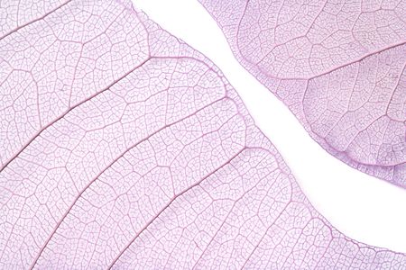 Close-up of two purple skeleton leaves isolated on white.の写真素材