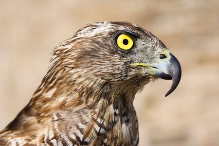 Close-up of a goshawk, shallow dof, focus is on eyes.の写真素材