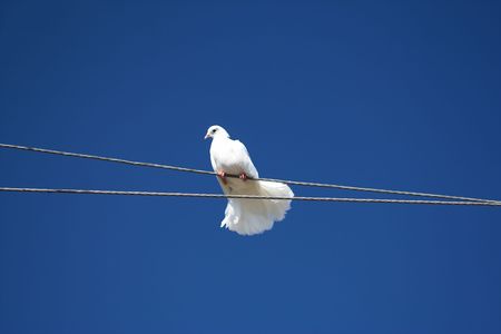 White dove sitting on a rope against a blue sky.の写真素材