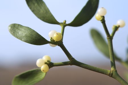 Close-up of mistletoe plant with berries, sunlit, shallow dof.の写真素材