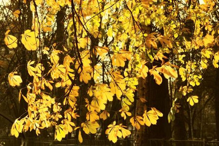 Yellow horse chestnut tree abstract autumn background.の写真素材
