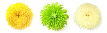 Three chrysanthemum flowers isolated on a white background.の写真素材